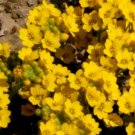 600  Bulk Seeds Alyssum Mountain Gold Alyssum Montanum