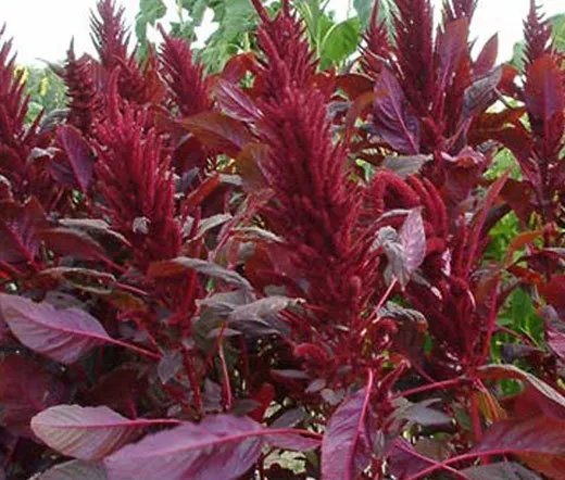 500 Bulk Seeds Amaranthus Red Spike Amaranthus Cruentus