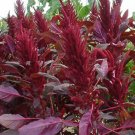 500 Bulk Seeds Amaranthus Red Spike Amaranthus Cruentus