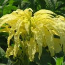 500 Bulk Seeds Amaranthus Yellow Amaranthus Tricolor