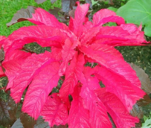 500 Bulk Seeds Amaranthus Molten Fire Amaranthus Tricolor