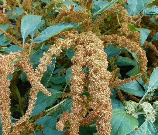 100 Bulk Seeds Amaranthus Hot Biscuits Amaranthus Cruentus