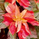 500 Bulk Seeds Amaranthus Illumination Amaranthus Tricolor