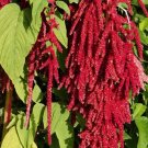 500 Bulk Seeds Amaranthus Love Lies Bleeding Red Amaranthus Caudatus
