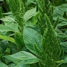 500 Bulk Seeds Amaranthus Green Thumb Amaranthus Hypochondriacus