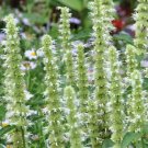 100 Bulk Seeds Agastache Giant Hyssop White Agastache Mexicana