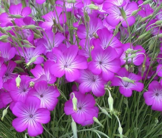 100 Bulk Seeds Agrostemma Rose Agrostemma Githago Milas