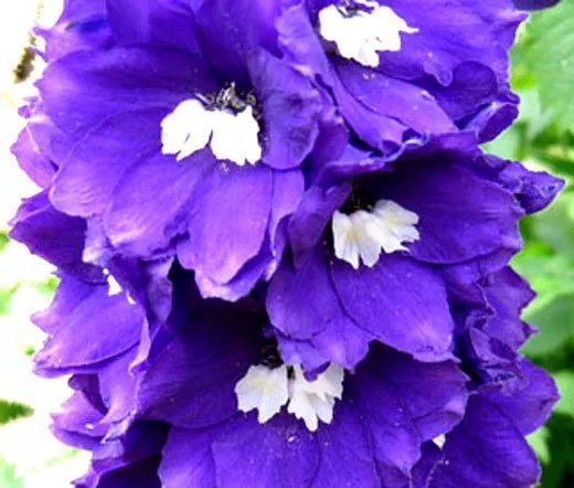 55 Bulk Seeds Delphinium King Arthur Delphinium Cultorum