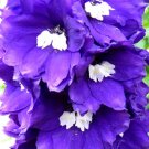 55 Bulk Seeds Delphinium King Arthur Delphinium Cultorum