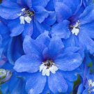 55 Bulk Seeds Delphinium Summer Skies Delphinium Cultorum