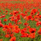 55000 Bulk Seeds Red Corn Poppy American Legion Papaver Rhoeas