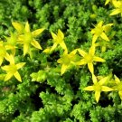 1000 Bulk Seeds Sedum Gold Moss Stonecrop Sedum Acre