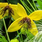 125 Bulk Seeds Clematis Golden Clematis Tangutica Aztek