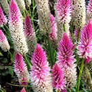125 Bulk Seeds Celosia Flamingo Celosia Spicata