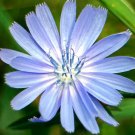 5000 Bulk Seeds Chicory Cichorium Intybus