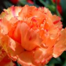 100 Bulk Seeds Carnation Chabaud Orange Dianthus Caryophyllus