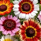 3000  Bulk Seeds Daisy Painted Mix Chrysanthemum Carinatum
