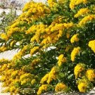 5000 Bulk Seeds Canada Goldenrod Solidago Canadensis