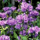 200 Bulk Seeds Bellflower Clustered Campanula Glomerata Acaulis