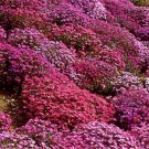 250 Bulk Seeds Aubrieta Rock Cress Cascade Mix Aubrieta Hybrida Superbissima