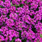5000  Bulk Seeds Alyssum Purle Royal Carpet Lobularia Maritima