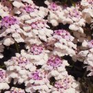 500 Bulk Seeds Candytuft Gibraltar Perennial Iberis Gibraltarica