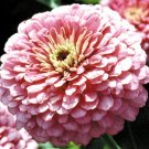 1000 Bulk Seeds Zinnia Luminosa Pink Zinnia Elegans
