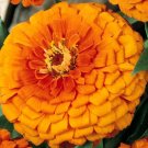 1000 Bulk Seeds Zinnia Orange King Zinnia Elegans