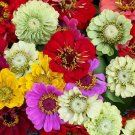 1250 Bulk Seeds Zinnia Pumila Mix Zinnia Elegans