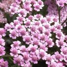 1000 Bulk Seeds Yarrow Rose Cerise Queen Achillea Millefolium