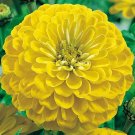 1000 Bulk Seeds Zinnia Canary Bird Zinnia Elegans