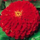 1000 Bulk Seeds Zinnia Cherry Queen Zinnia Elegans