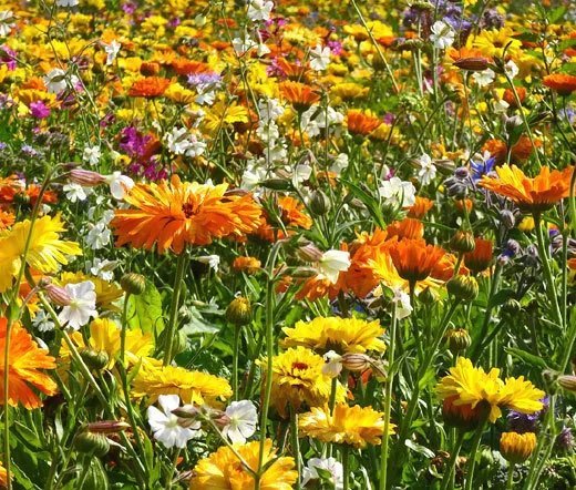 1 Ounce Bulk Seeds Wildflower Mix 3B  Bee Bird Butterfly