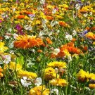 1 Ounce Bulk Seeds Wildflower Mix 3B  Bee Bird Butterfly
