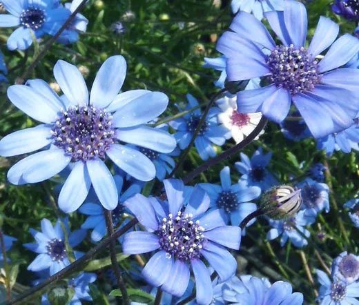 250 Bulk Seeds The Blues Blue Daisy Felicia Heterophylla