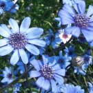 250 Bulk Seeds The Blues Blue Daisy Felicia Heterophylla