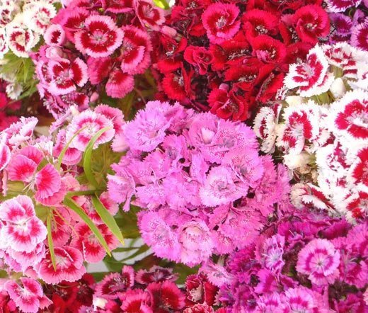 5500 Bulk Seeds Sweet William Dianthus Barbatus