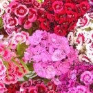 5500 Bulk Seeds Sweet William Dianthus Barbatus