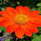 200 Bulk Seeds Sunflower Mexican Torch Tithonia Rotundifolia