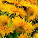 200 Bulk Seeds Sunflower Santa Fe Helianthus Annuus