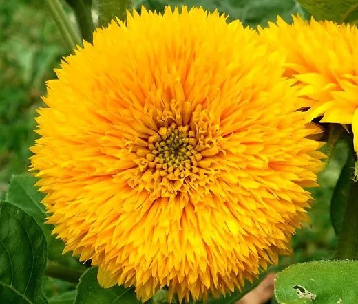 200 Bulk Seeds Sunflower Teddy Bear Helianthus Annuus