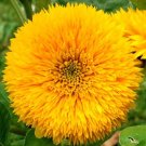 200 Bulk Seeds Sunflower Teddy Bear Helianthus Annuus