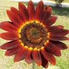 200 Bulk Seeds Sunflower Velvet Queen Helianthus Annuus