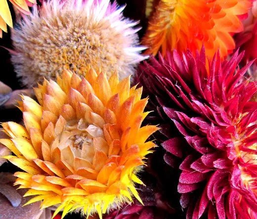 2000 Bulk Seeds Strawflower Paper Daisy Helichrysum Monstrosum