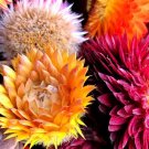 2000 Bulk Seeds Strawflower Paper Daisy Helichrysum Monstrosum