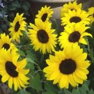 200 Bulk Seeds Sunflower Lemon Queen Helianthus Annuus