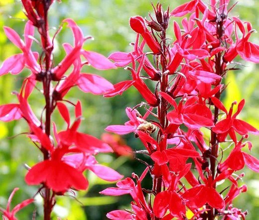 5000 Bulk Seeds Sage Scarlet Salvia Coccinea
