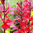 5000 Bulk Seeds Sage Scarlet Salvia Coccinea