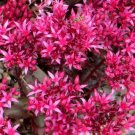 1000 Bulk Seeds Sedum Dragon'S Blood Sedum Spurium