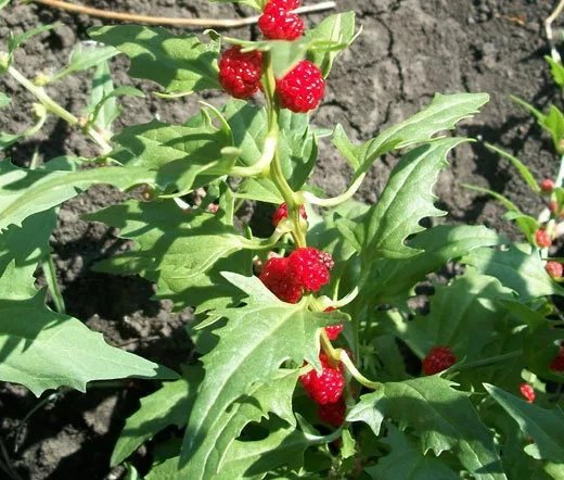 1000 Bulk Seeds Spinach Strawberry Sticks Chenopodium Foliosum